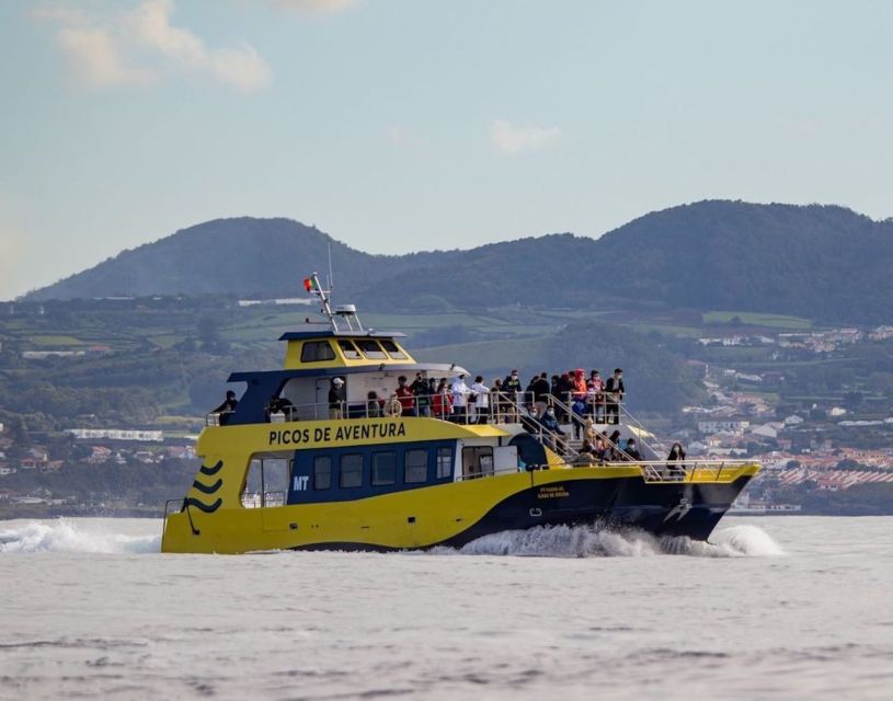 Terceira: Half-Day Dolphin and Whale Watching Tour - Booking and Availability