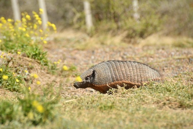 The Best of Peninsula Valdés in One Day - Booking Information