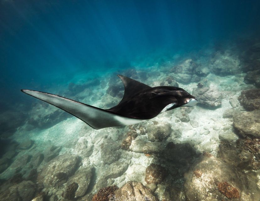 The Window: Manta Ray Dive at La Reina - Exploring La Reinas Colorful Corals