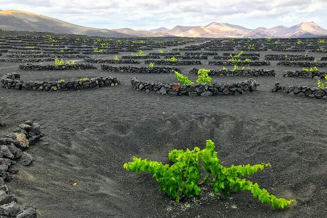 Timanfaya & Lanzarote Volcano Experience - Meeting and Pickup