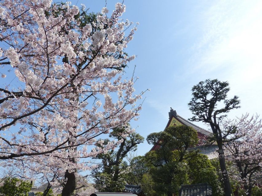 Tokyo: Private Cherry Blossom Experience - Exclusions From the Tour