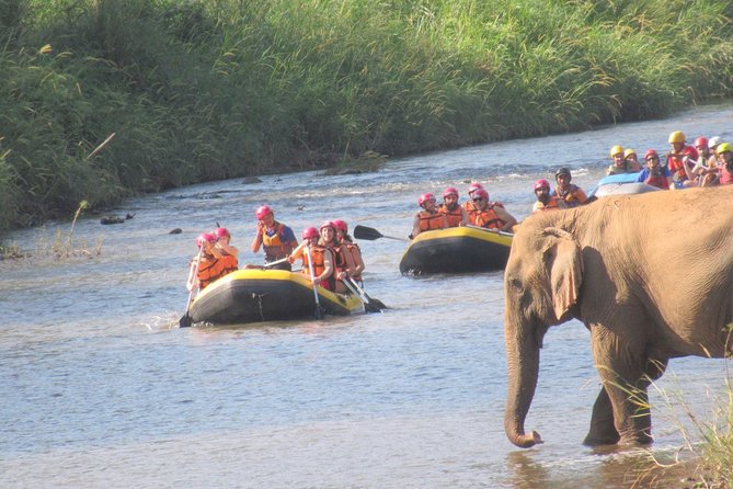 Top Pick - Full or Half Day @Elephant in Wild Sanctuary ChiangMai - Interacting With Elephants