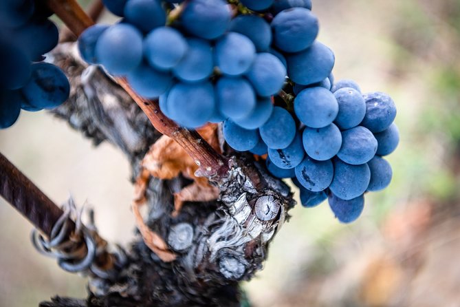 Tour and Tasting at an Organic Winery in the Heart of Chianti Classico Area - Tasting Experience