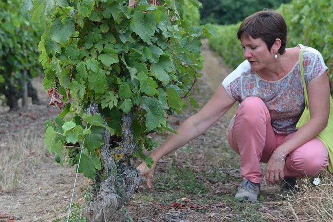 Tour of a Vineyard, Winery & Cellar With Wine Tasting in Vouvray, Loire Valley - Winery and Rock-Hewn Cellar Tour