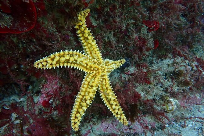 Try Scuba Diving in Arrabida Natural Park (Near Lisbon) With Pictures - Traveler Restrictions and Limitations