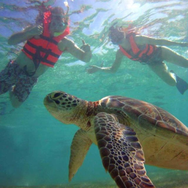 Tulum: Akumal Turtles and Cenote Swim Private Tour - Snorkeling in the Ocean