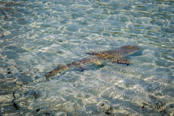 Turtle Eco Tour on Stand-Up Paddleboards or Kayaks Into the National Marine Park - Traveler Feedback