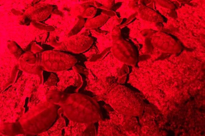 Turtle Watching Night Tours With Expert Naturalist - Customer Feedback and Reviews