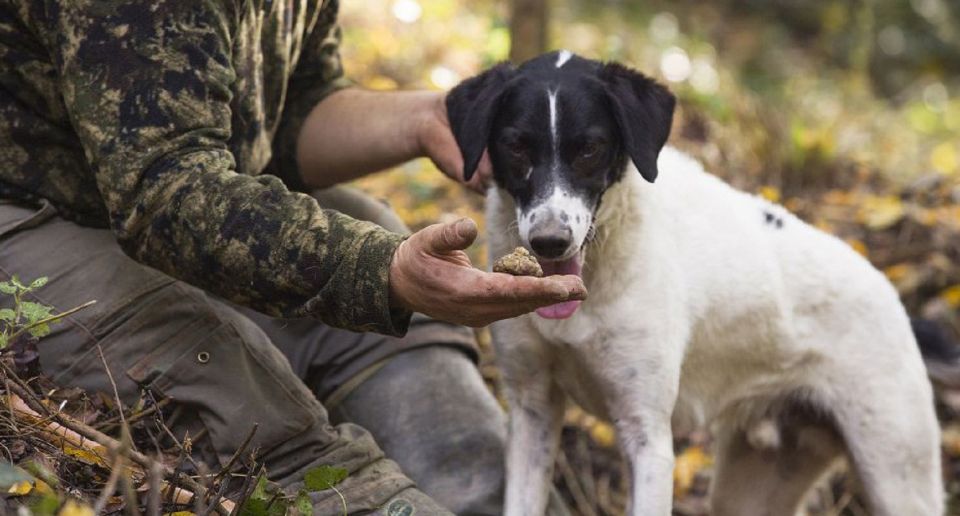 Tuscany: Truffle Hunting and Meal at a Winery - Gourmet Truffle Lunch