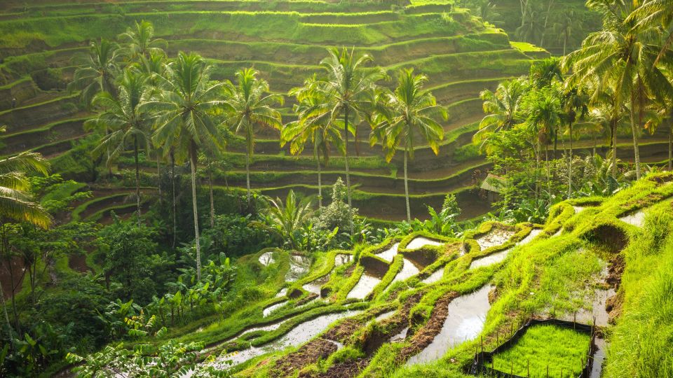 Ubud: Rice Terrace, Holy Water Temple & Waterfalls Trek Tour - Communication Essentials