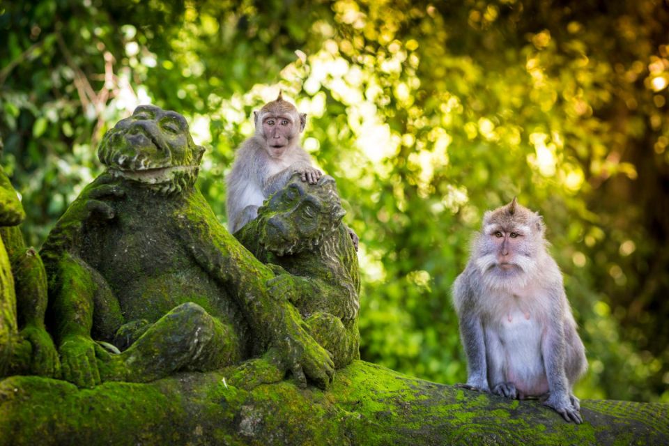 Ubud: Rice Terraces, Waterfall, and Monkey Forest Day Tour - Sacred Monkey Forest Sanctuary