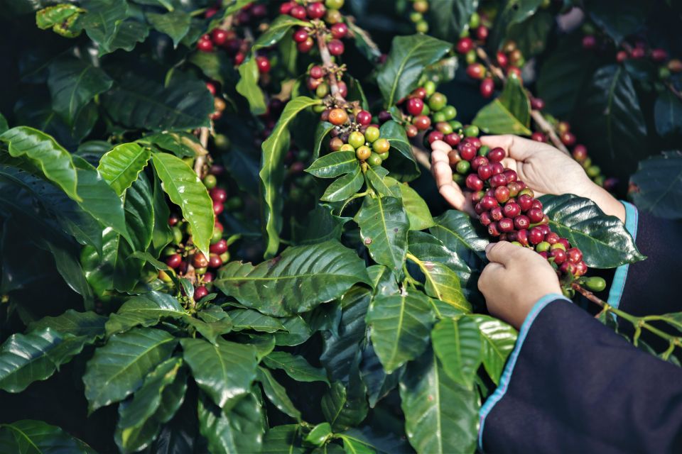 Ubud: Swing, Coffee Plantation, Rice Terrace, and Waterfall - Discovering the Secret Waterfall