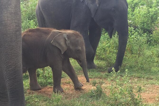 Udawalawe National Park | Private Safari Tour - Wildlife Sightings and Experiences