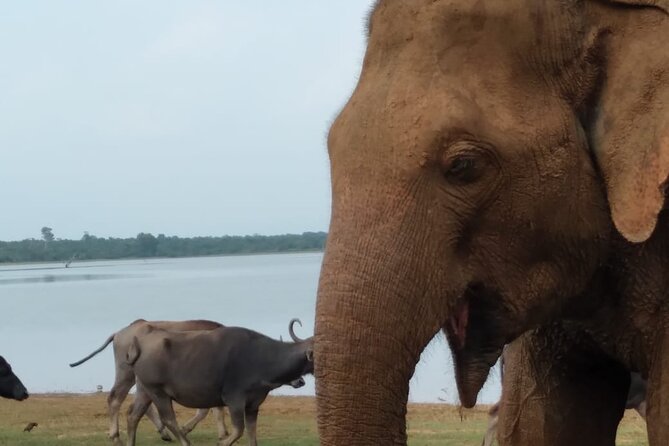Udawalawe National Park | Private Safari With Naturalist - Activity Details and Restrictions