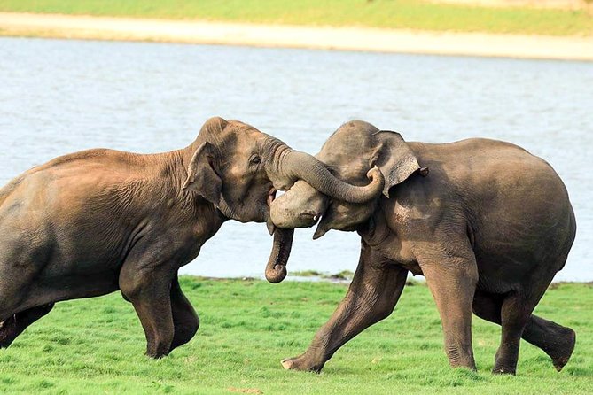 Udawalawe National Park Safari - Additional Information