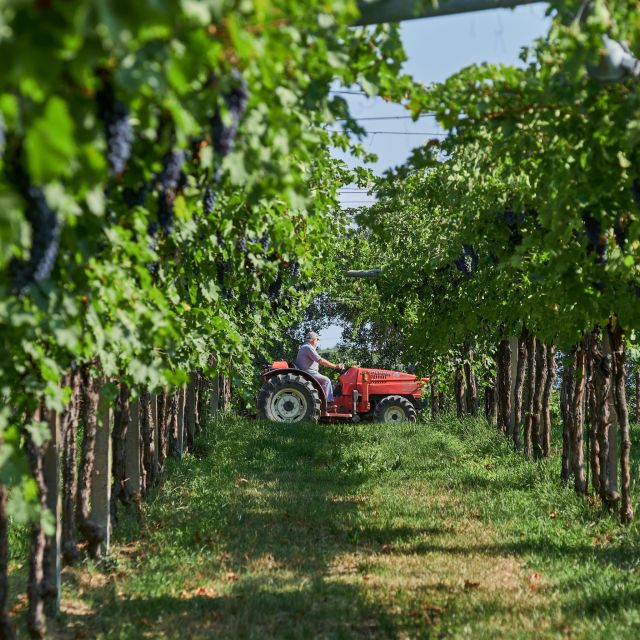 Valpolicella: Amarone Experience With Winery Visit - Tasting of 5 Amarone Vintages