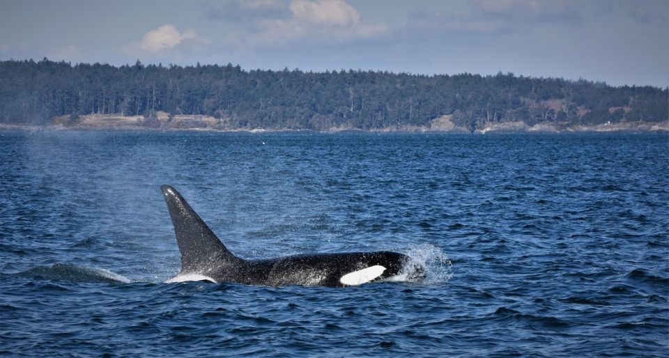 Vancouver Whale Watching Safari - Granville Island Visit