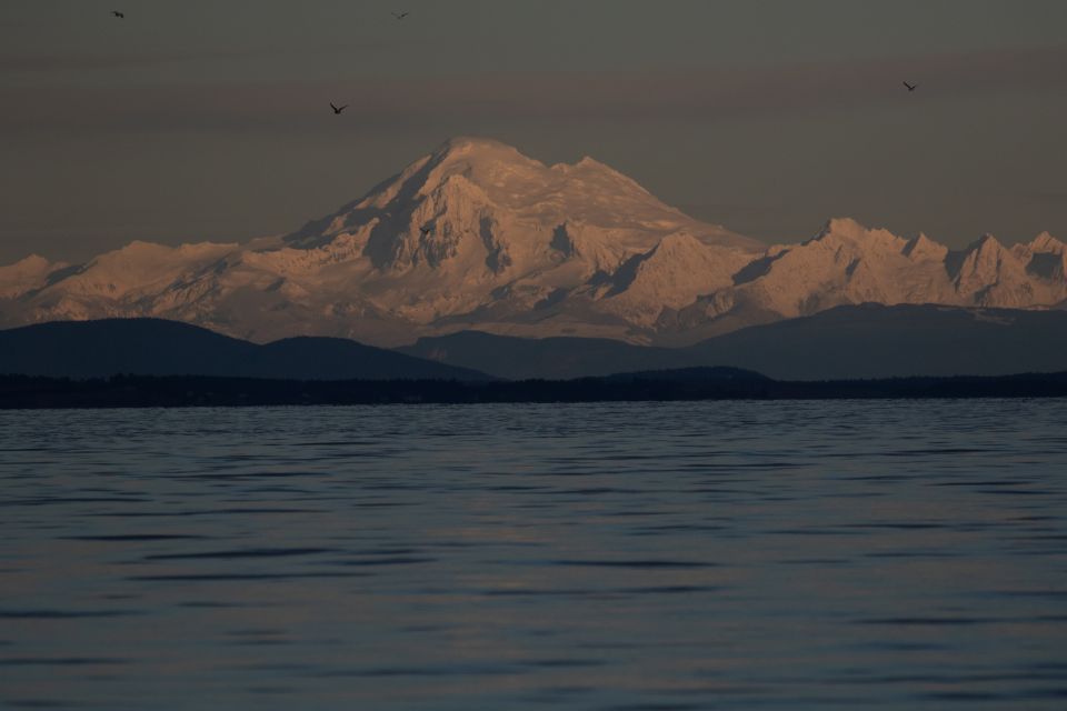 Victoria: Sunset Whale Watching Tour - Panoramic Views and Wildlife