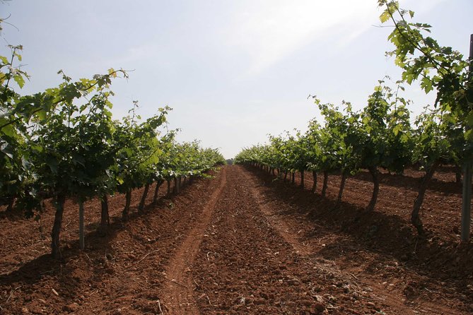 Visit and Wine Tasting With Sausage and BODEGA PIRINEOS Cheese - The Wine Tasting Process