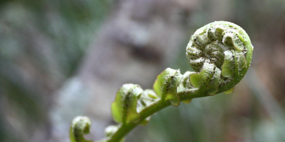 Waitakere Ranges Wilderness Experience Tour From Auckland - Customer Reviews