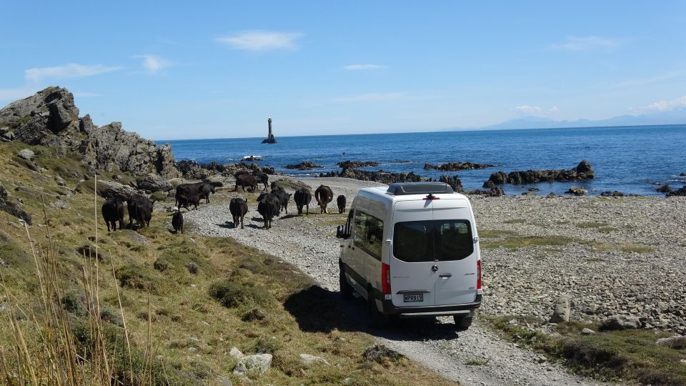 Wellington: Half Day Seal Coast Safari - Customer Reviews