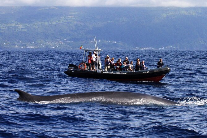 Whale and Dolphin Watching in Pico Island - Half Day - Contact and Additional Details