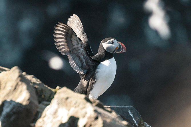 Whale and Puffin Watching Around Skjálfandi Bay From Husavik - Tour Details