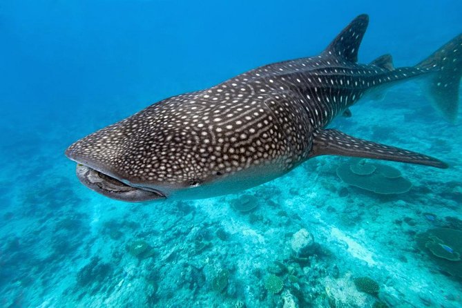 Whale Shark Encounter and Sumilon Sandbar With Kawasan Falls - Kawasan Falls