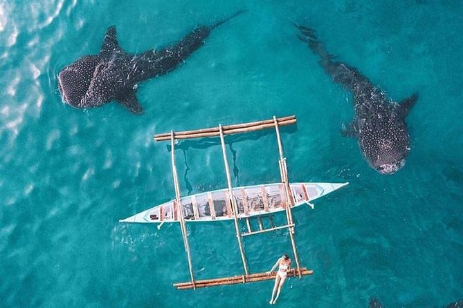 Whale Shark & Tumalog Falls & Sumilon Sandbar & Pescador Island With Sardines - Hotel Pickup and Drop-off