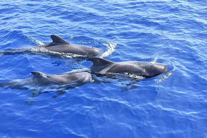 Whale Watching Catamaran in Costa Adeje (Including Drinks & Sandwich) - Accessibility and Transportation Details