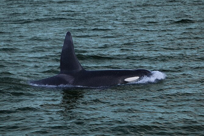 Whale Watching & Dolphin Yacht Cruise - Included Amenities and Features