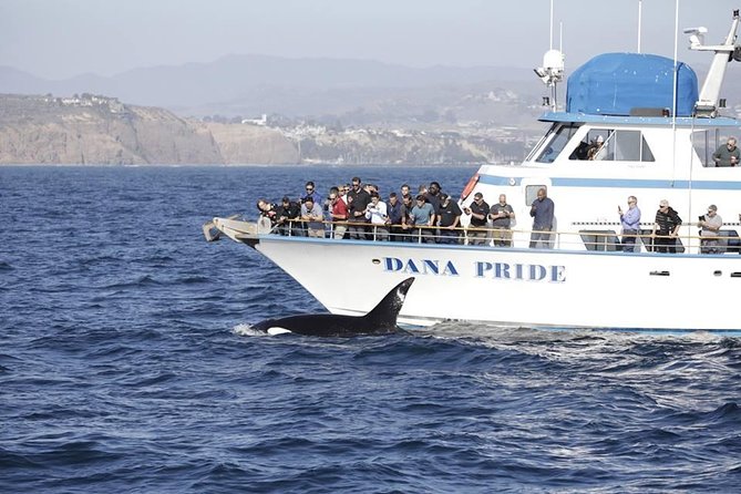 Whale Watching Excursion in Dana Point - Booking and Pricing