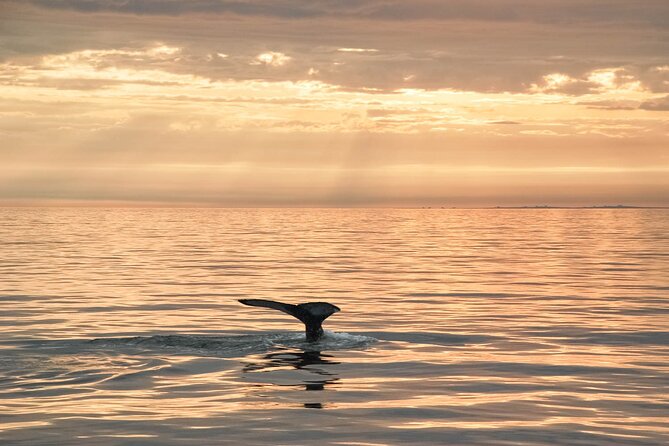 Whale Watching in Husavik - Exploring Skjálfandi Bay