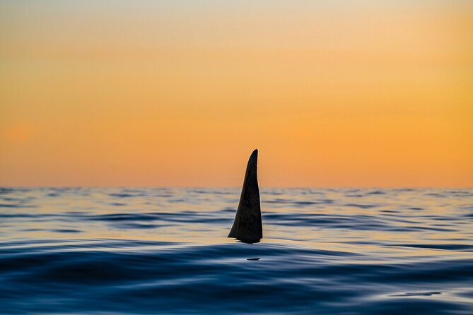 Whale Watching RIB Boat Tour in Skjervoy From Tromso - Booking and Cancellation Policy