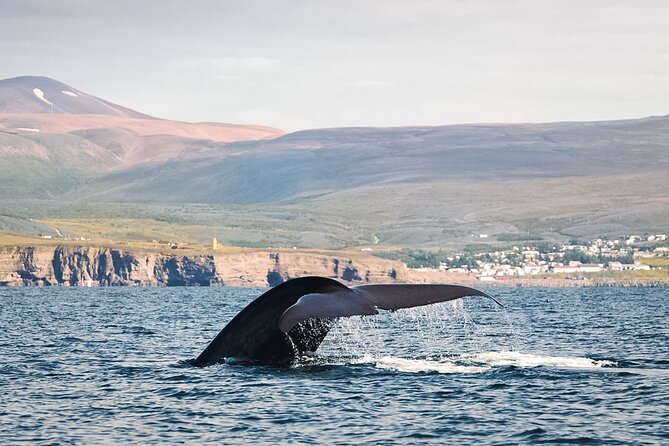 Whales and Puffins Tour From Husavik - Boat Information