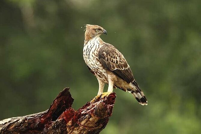 Wilpattu National Park Jeep Safari From Negombo / Waikkal (All Inclusive) - Wildlife Spotting Opportunities