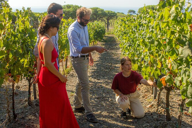 Wine Tasting and Visit to a Design Cellar at Ripalte - Vineyards and Sea-View Stroll