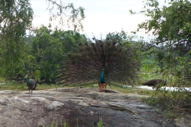 Yala 4h Jeep Safari From Bentota: Guided Wildlife Experience - Tour Experience and Accessibility