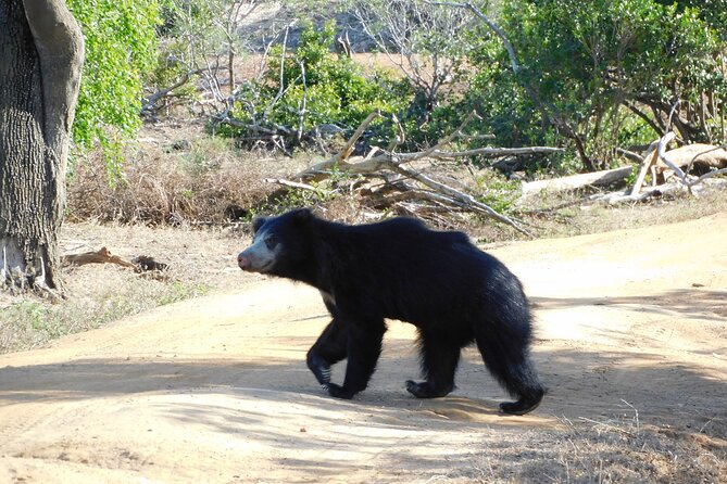 Yala National Park Safari (PRIVATE TOURS) - Half Day & Full Day - Traveler Participation and Tour Type