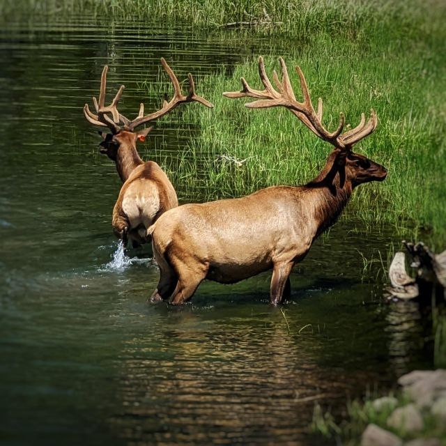 Yellowstone, MT: Lower Loop Private Tour - Itinerary Highlights