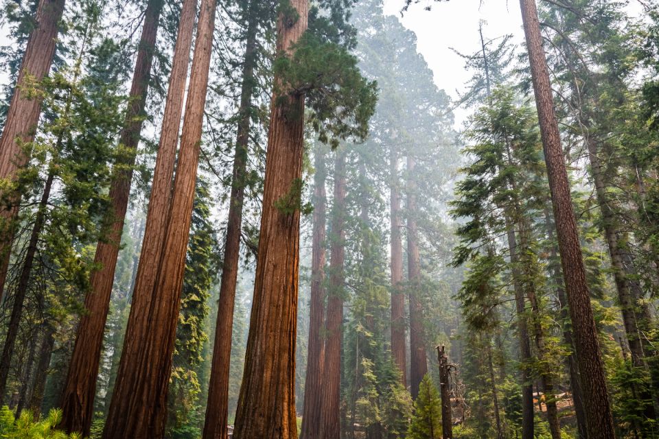 Yosemite National Park: App-Based Audio Guided Driving Route - Detailed Tour Itinerary