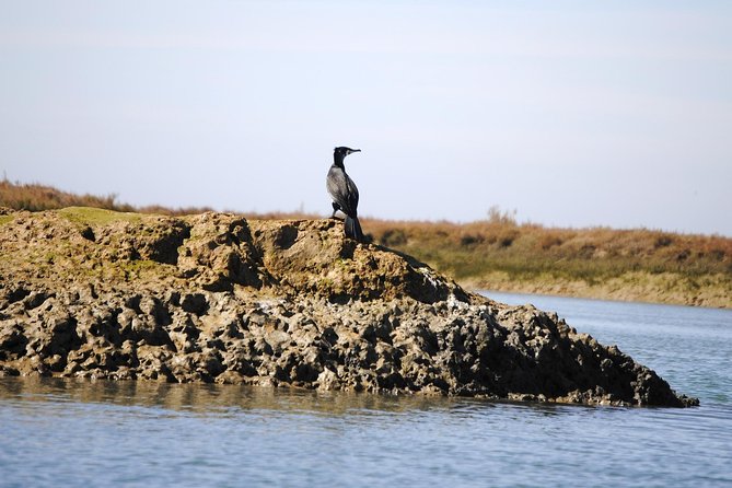 2-Hour Bird Watching Guided Boat Trip in Ria Formosa From Faro Algarve - Diverse Bird Species