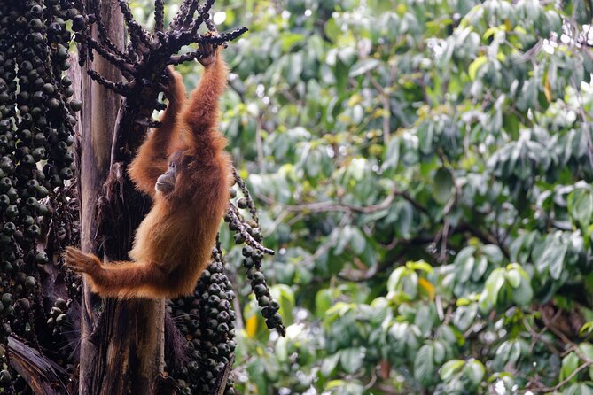 3 Days Bukit Lawang Tour (Happy Jungle) - Tour Accessibility
