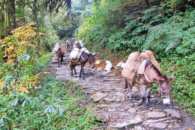 4-Day Private Poon Hill Trekking Tour - Reviews
