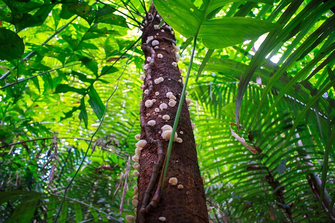 4-Waters Eco-Adventure Trip From Phuket Including Lunch - Guided Small-Group Tour