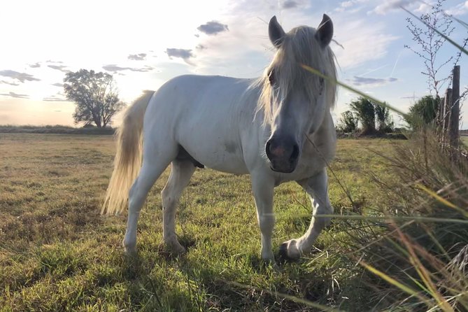 4x4 Camargue Safari 4h - Departure From Arles - Additional Information