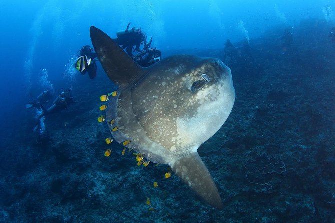 5 Fun Dives in Nusa Lembongan (For Certified Divers) - Swim With a Mola Mola - Dive Center Facilities and Amenities