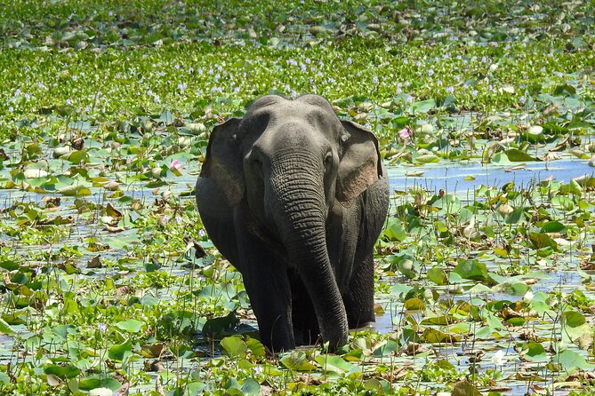 7-Hour Safari Tour Yala National Park - 4.30 Am To11.30 Am - Exploring Yala National Park