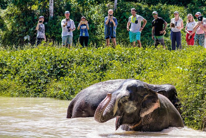 A Morning With the Elephants at Phuket Elephant Sanctuary - Accessibility and Accommodations