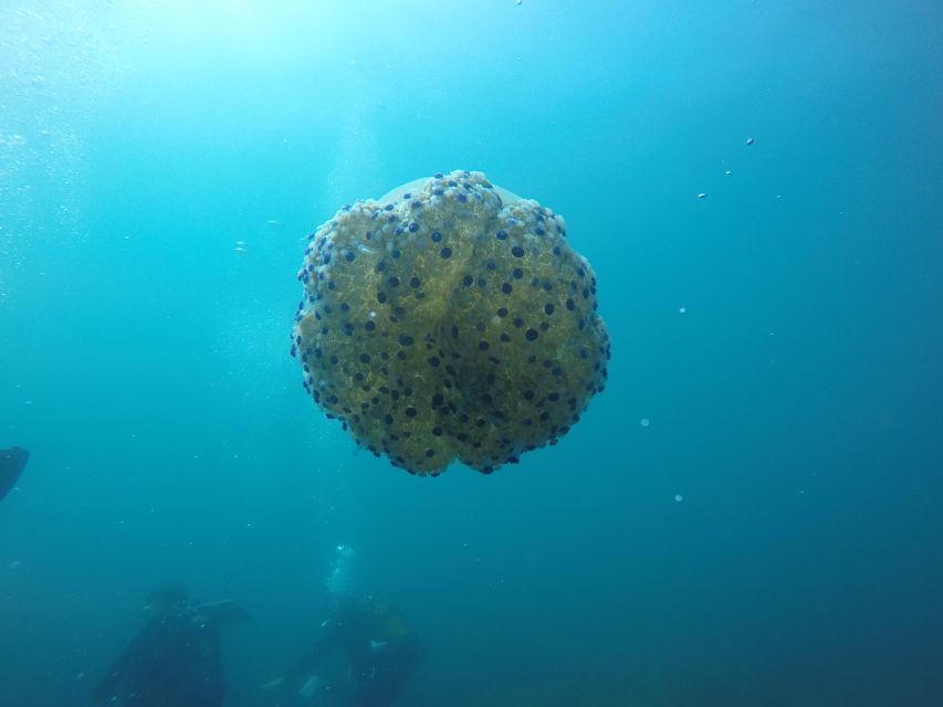 Aci Castello Scuba Diving for Beginners Visit to the Castle - Frequently Asked Questions